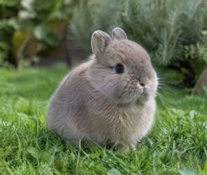 Flauschiges graues Zwergkaninchen sitzt im grünen Gras eines Gartens