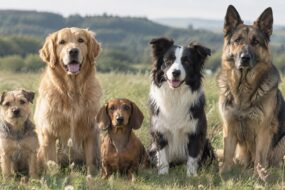 Fünf Hunde verschiedener Rassen sitzen nebeneinander auf einer sonnigen Wiese