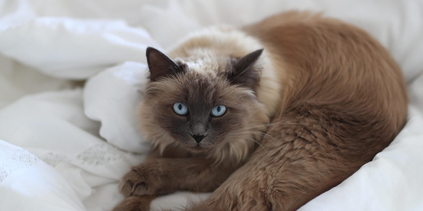 Hauskatze