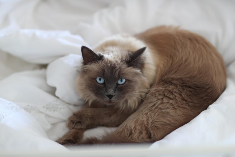 Hauskatze